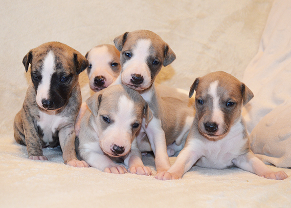 Filisart 2025 - Miot J - pieski